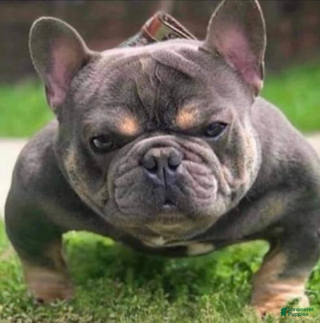 French Bulldog dogs for stud: Baby Yoda - Image 7