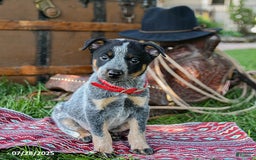 Australian Cattle Dog dogs for sale: Caramel - Image 5