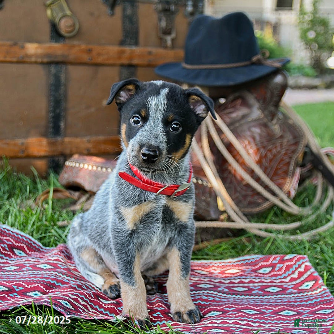 Australian Cattle Dog dogs for sale: Caramel - Image 5