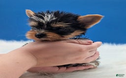 Yorkshire Terrier dogs for sale: Dodge - Image 4