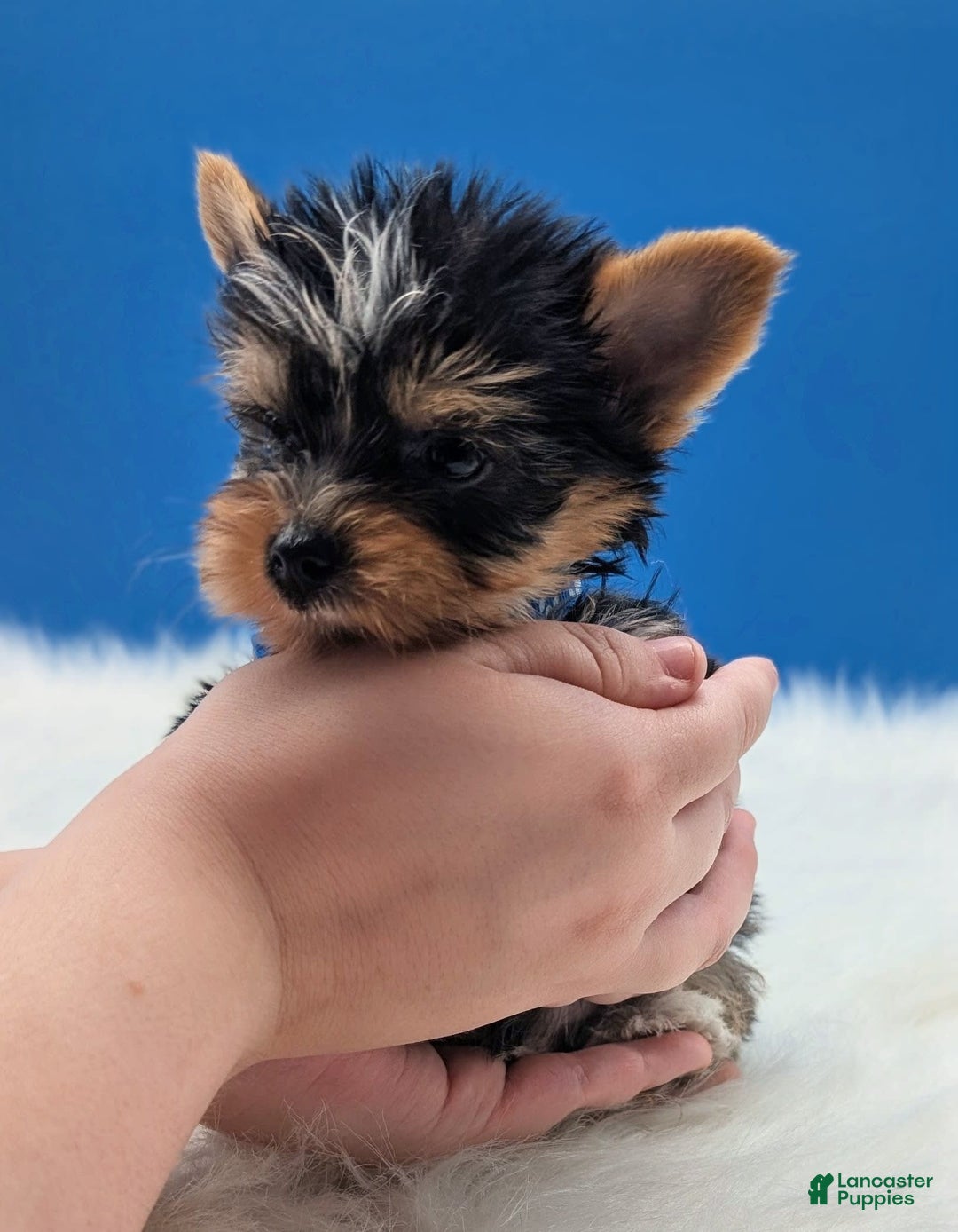 Yorkshire Terrier dogs for sale: Dodge - Image 4