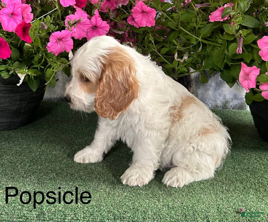 Cockapoo dogs for sale: Popsicle - Image 1