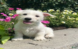 West Highland Terrier dogs for sale: Wendy - Image 2