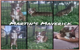 Chihuahua dogs for sale: Natalie - Image 9