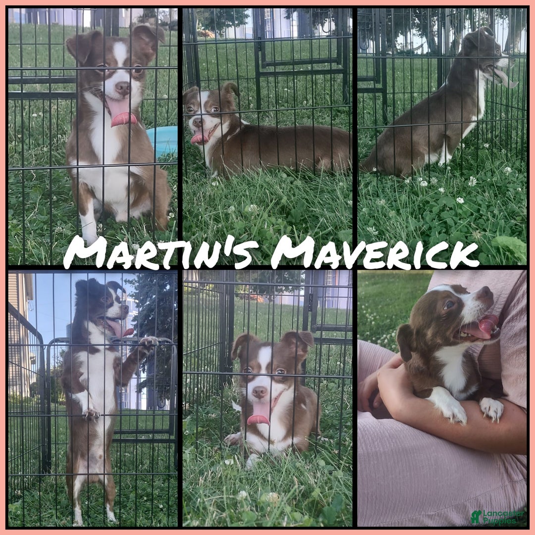Chihuahua dogs for sale: Natalie - Image 9