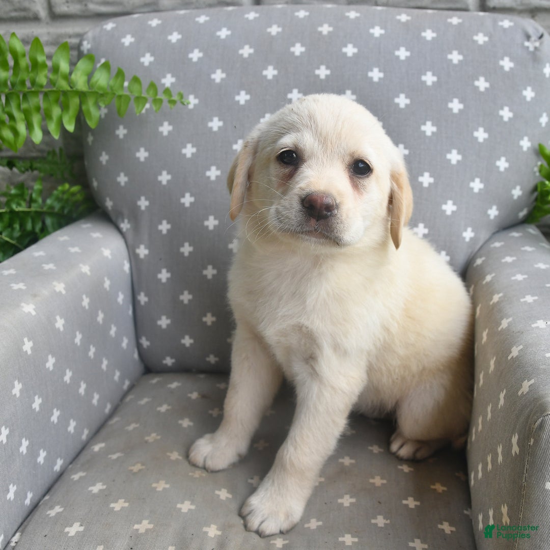 Labrador Retriever dogs for sale: Dixie - Image 3