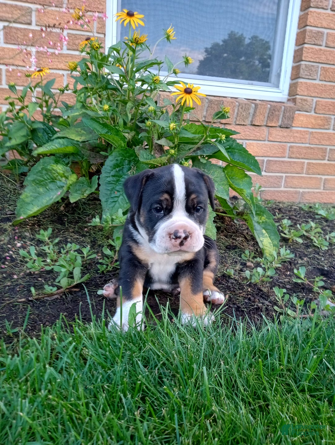 Olde English Bulldogge dogs for sale: Ethan - Image 2