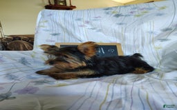 Yorkshire Terrier dogs for sale: Daffodil - Image 8