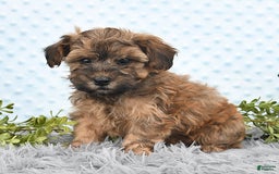Havapoo dogs for sale: Brody - Image 7