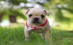 French Bulldog dogs for sale: Lacey - Image 9