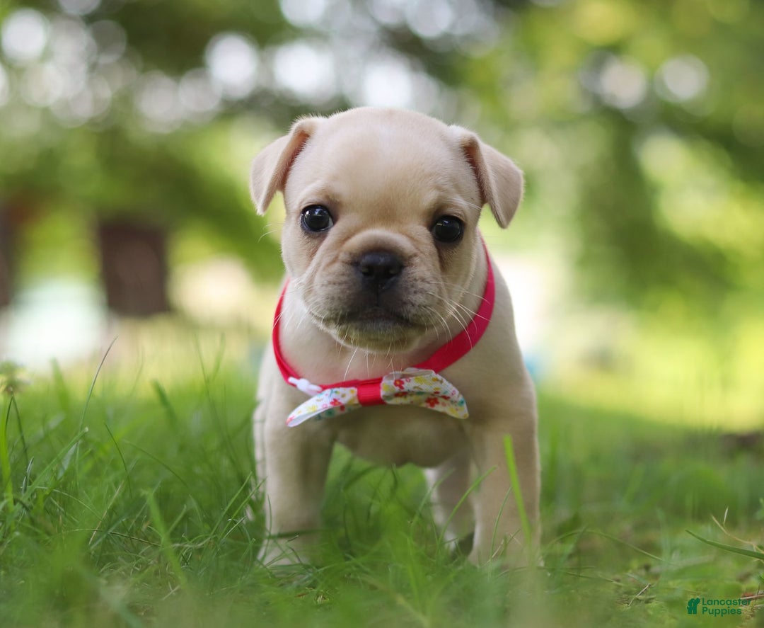 French Bulldog dogs for sale: Lacey - Image 9