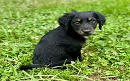 Dachshund dogs for sale: Molasses - Image 8