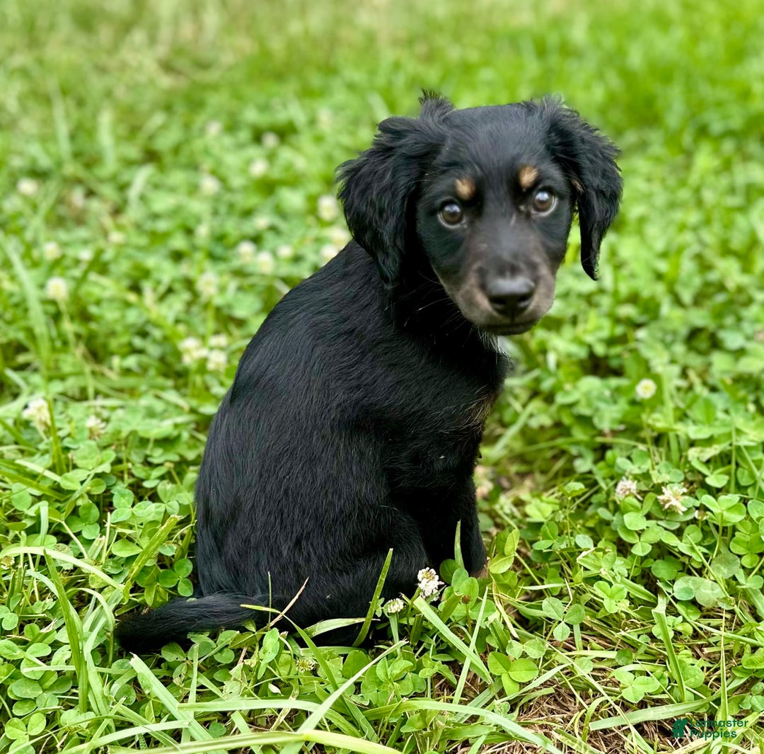 Dachshund dogs for sale: Molasses - Image 8