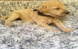 Goldendoodle dogs for sale: Molly Orange Collar Gd - Image 3