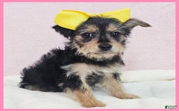 Morkie dogs for sale: Izzy - Image 2
