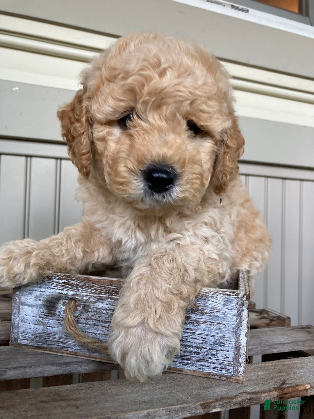 Labradoodle dogs for sale: Douglas - Image 10