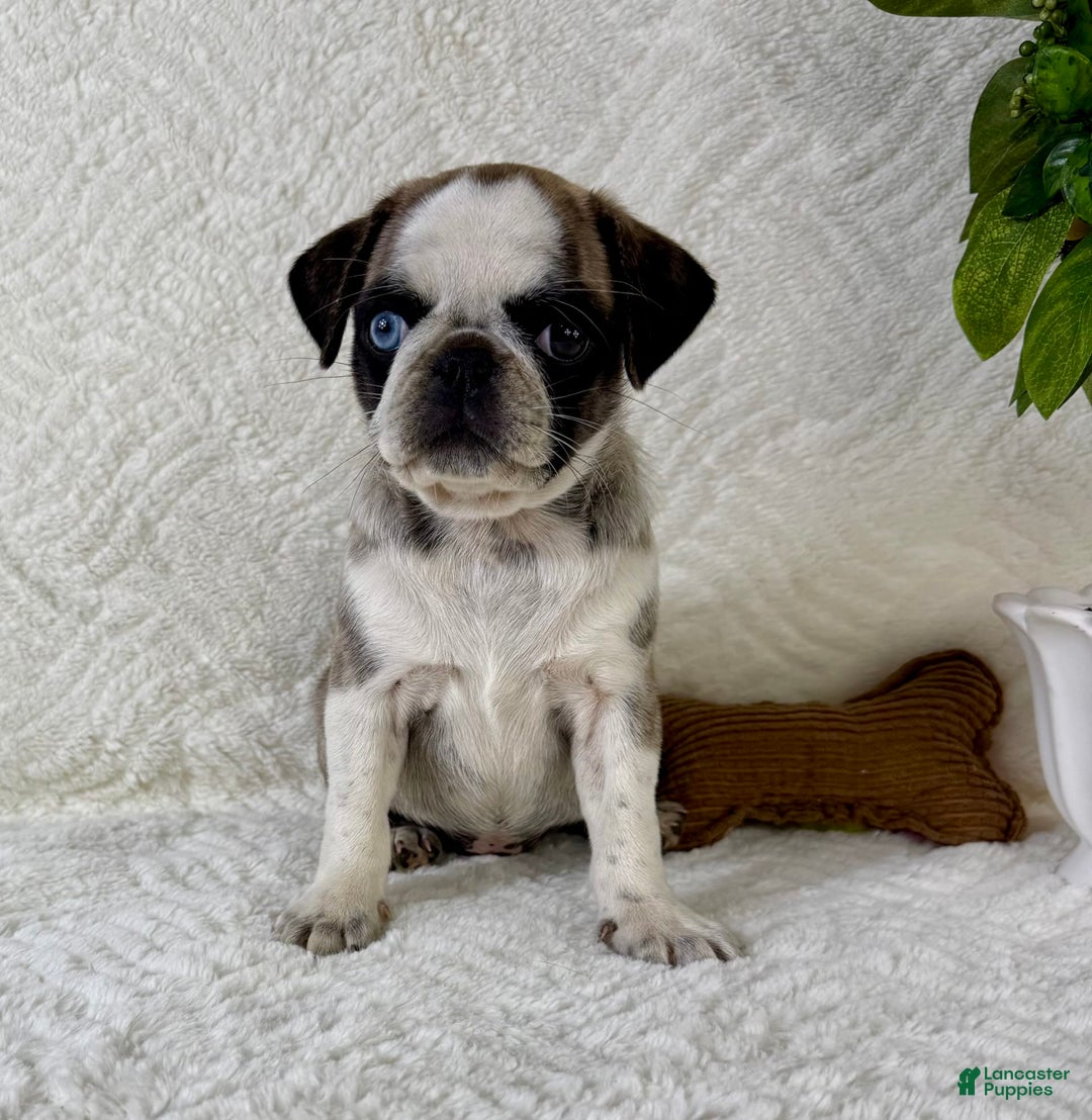 Pug dogs for sale: Phoebe - Image 1