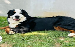 Bernese Mountain Dog dogs for sale: Jovi - Image 2
