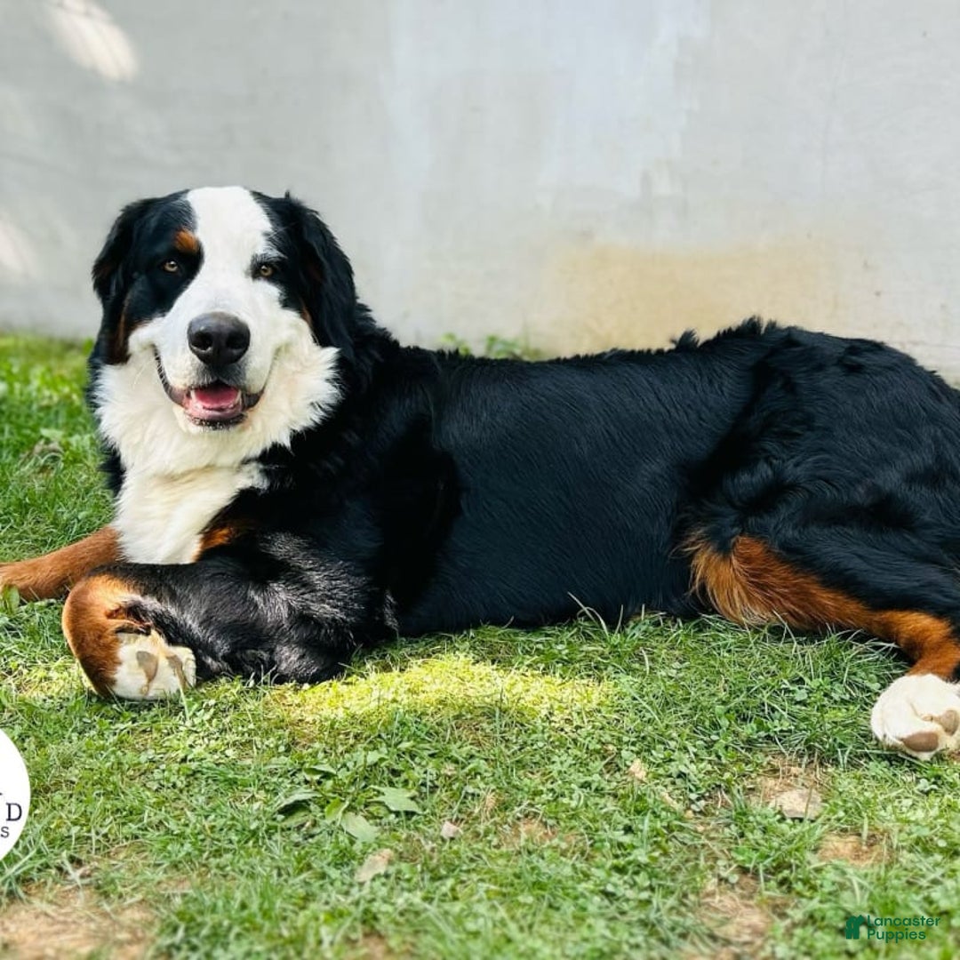 Bernese Mountain Dog dogs for sale: Jovi - Image 2