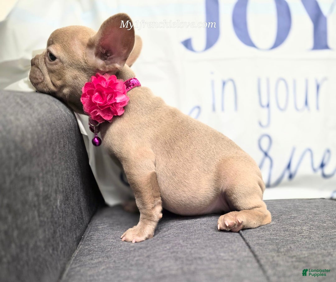 French Bulldog dogs for sale: Rosie - Image 7