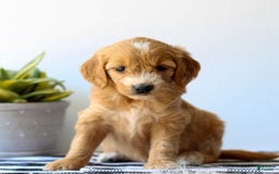 Goldendoodle dogs for sale: Ruby - Image 2