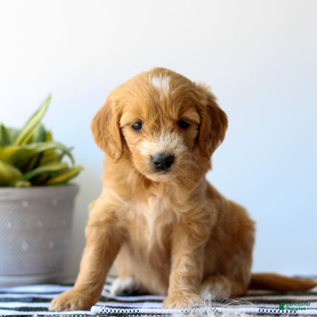 Goldendoodle dogs for sale: Ruby - Image 2