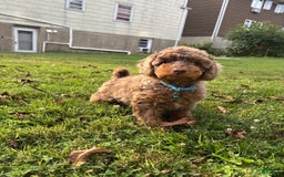 Mini Goldendoodle dogs for sale: Peanut - Image 3