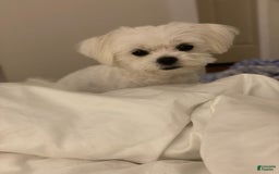 Maltese dogs for sale: Lulu - Image 4