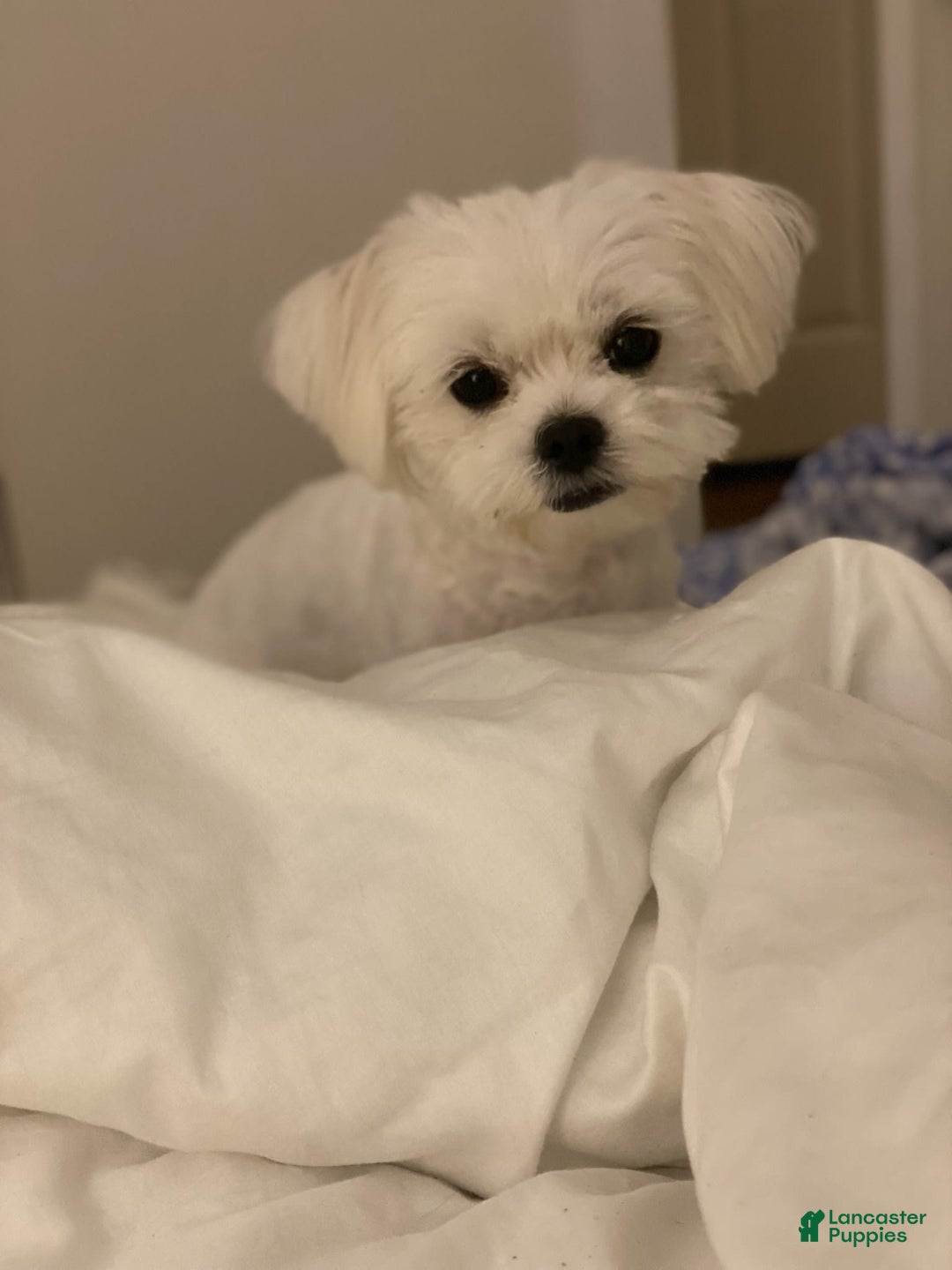 Maltese dogs for sale: Lulu - Image 4