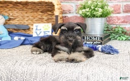 Miniature Schnauzer dogs for sale: Cameron - Image 1