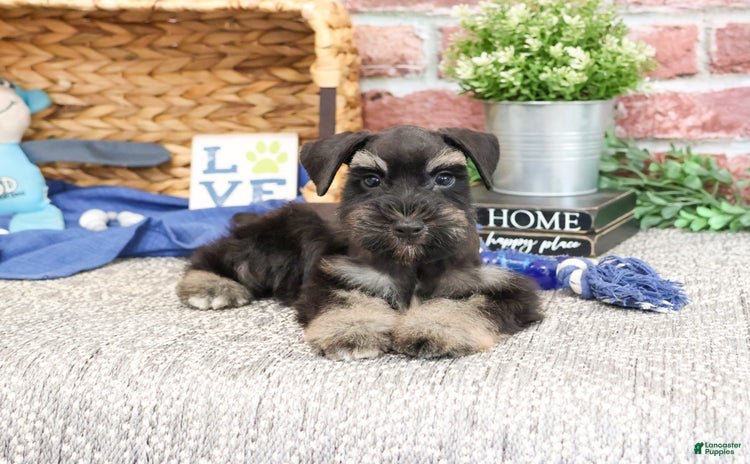 Miniature Schnauzer dogs for sale - Ad 2