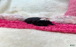 Morkie dogs for sale: London - Image 9