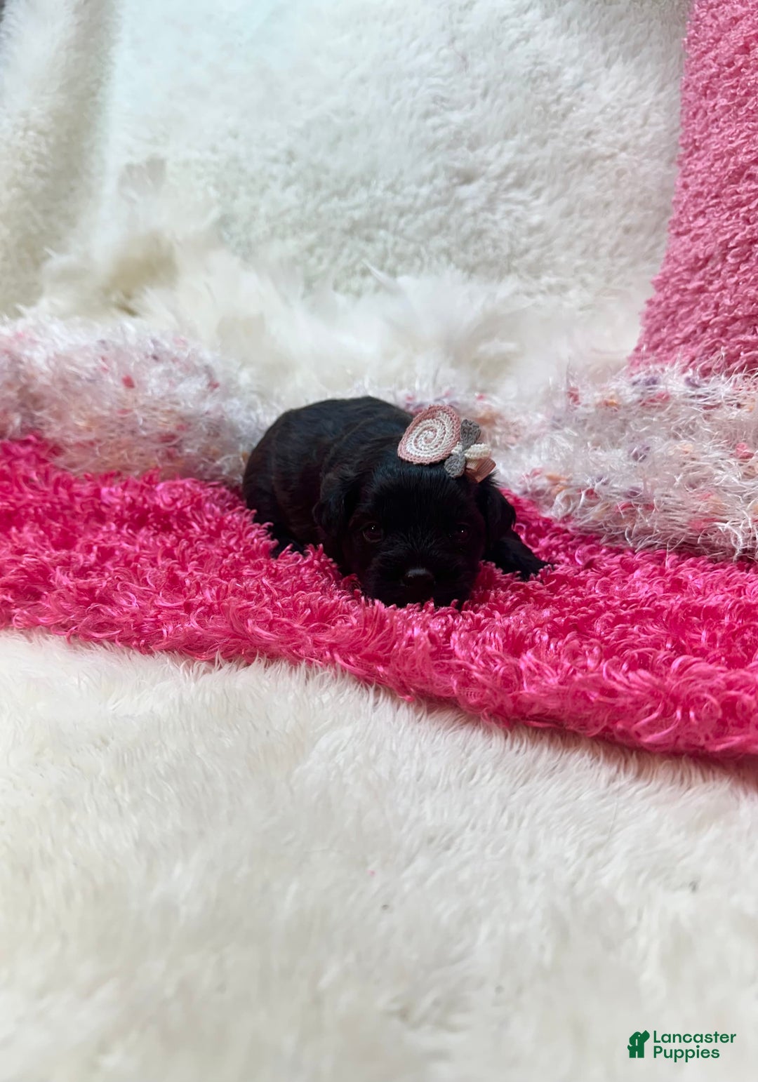 Morkie dogs for sale: London - Image 9