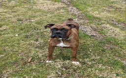 Boxer dogs for sale: Bennah - Image 10