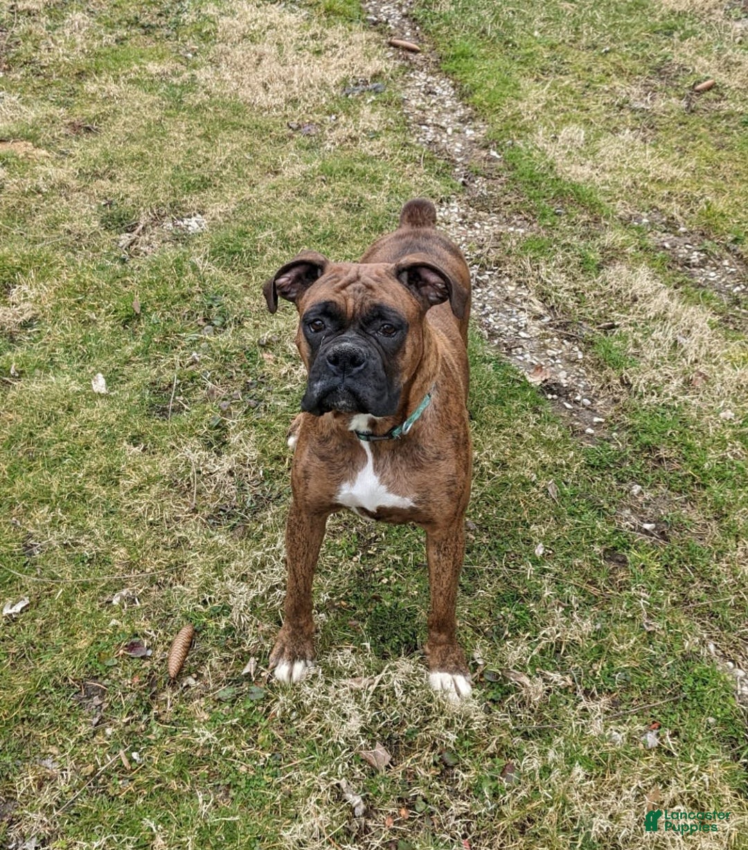 Boxer dogs for sale: Bennah - Image 10