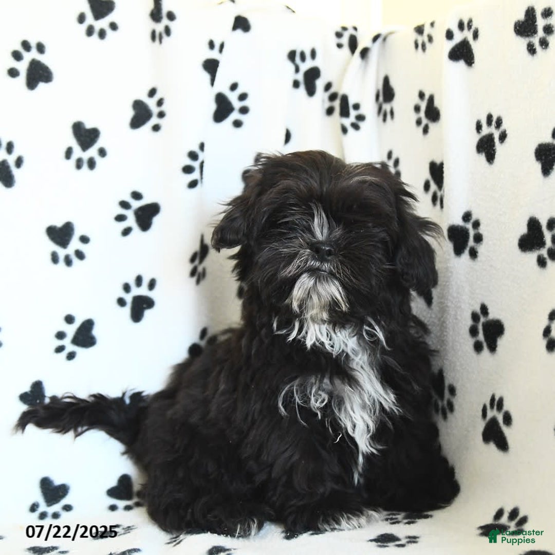 Shih Tzu dogs for sale: Fido - Image 6