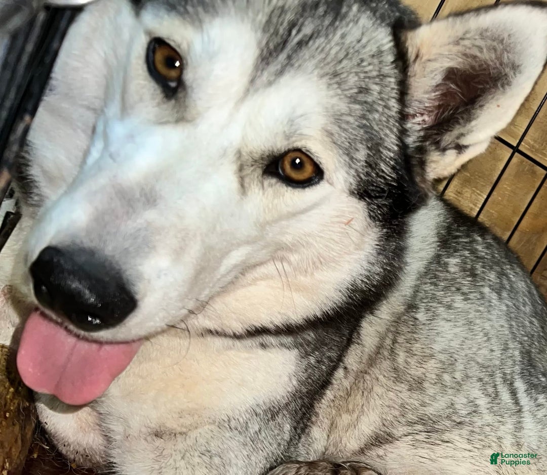 Siberian Husky dogs for sale: Shana - Image 12