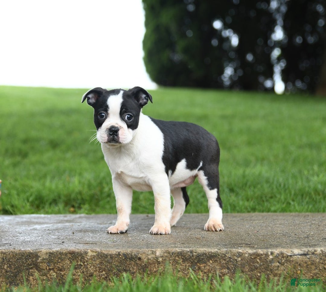Boston Terrier dogs for sale: Raven - Image 2