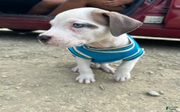 American Pit Bull Terrier dogs for sale: Chicago - Image 1