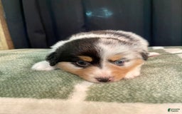 Australian Shepherd dogs for sale: Sailor - Image 2