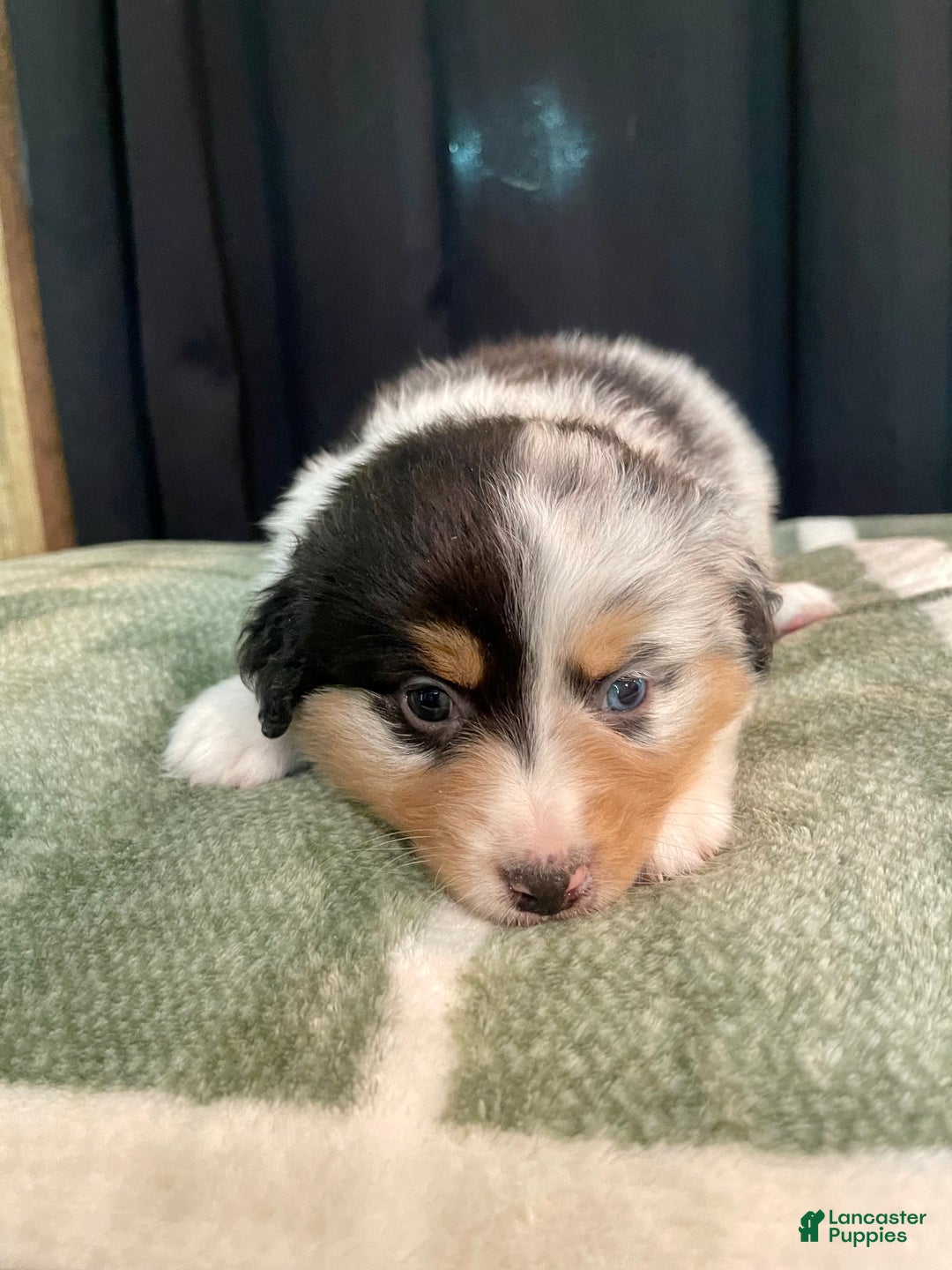Australian Shepherd dogs for sale: Sailor - Image 2