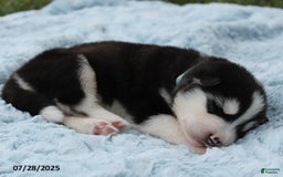 Alaskan Malamute dogs for sale: Axel - Image 4