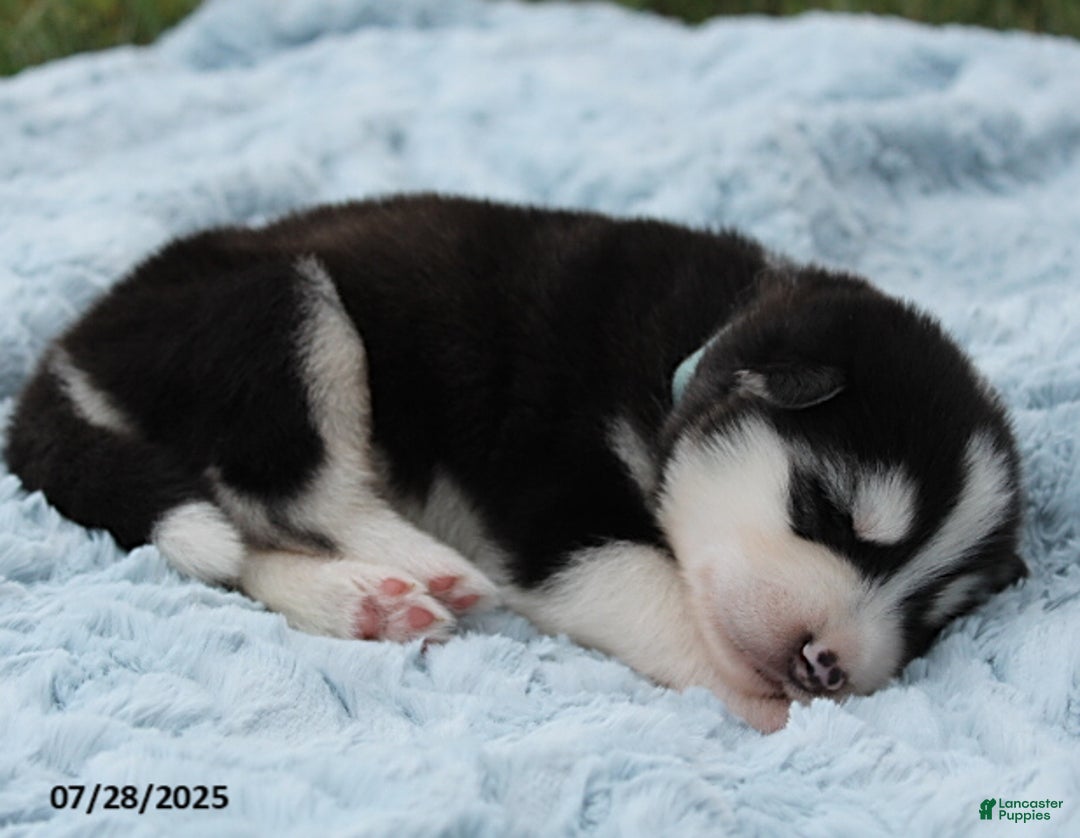 Alaskan Malamute dogs for sale: Axel - Image 4