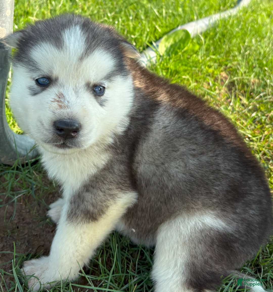 Siberian Husky dogs for sale: Toronto - Image 10