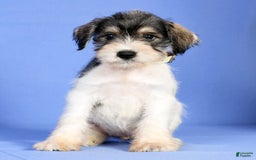 Miniature Schnauzer dogs for sale: Bethany - Image 6