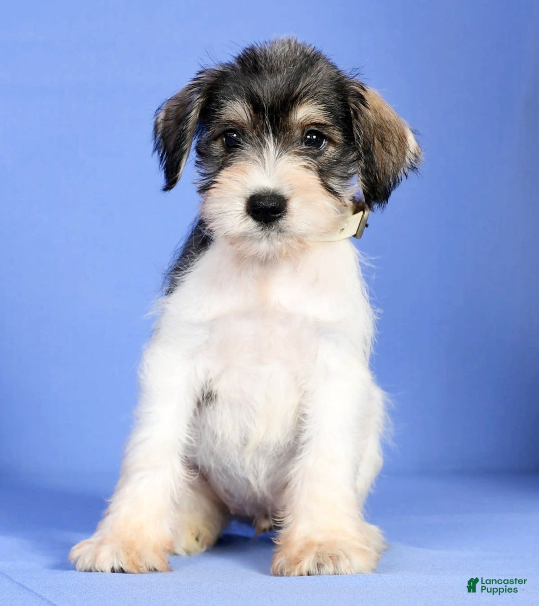 Miniature Schnauzer dogs for sale: Bethany - Image 6