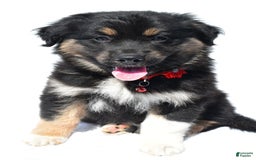 Miniature Australian Shepherd dogs for sale: Ida - Image 4