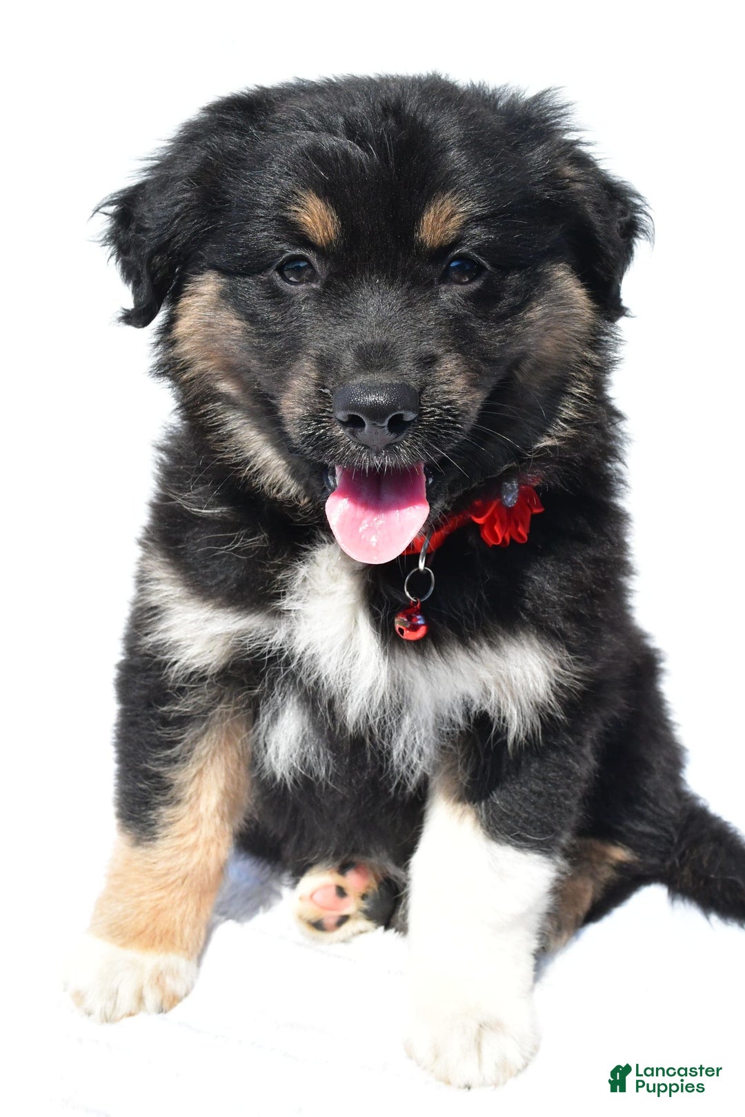 Miniature Australian Shepherd dogs for sale: Ida - Image 4