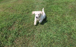 Golden Retriever dogs for sale: Caribou - Image 1