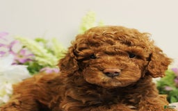Toy Poodle dogs for sale: Wondercloud - Image 2